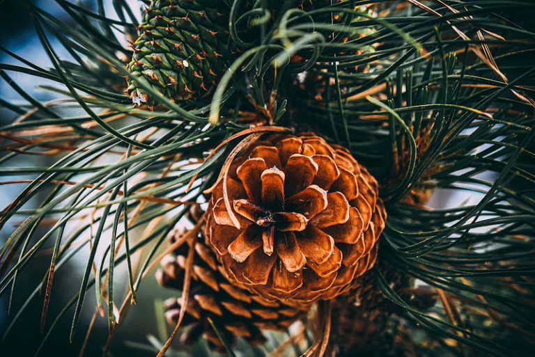 State Street Dental Care State Street Dental Care