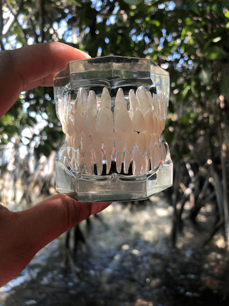 Pure Dental Care — photo 2